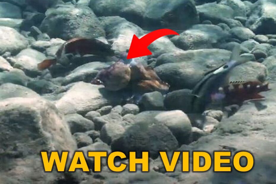 Octopuses Punching Fish Video Reddit Goes Viral